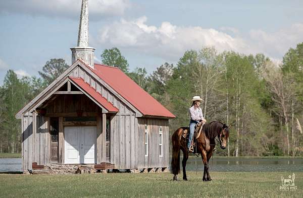 performance-friesian-horse
