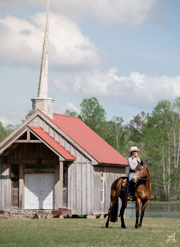ridden-english-friesian-horse
