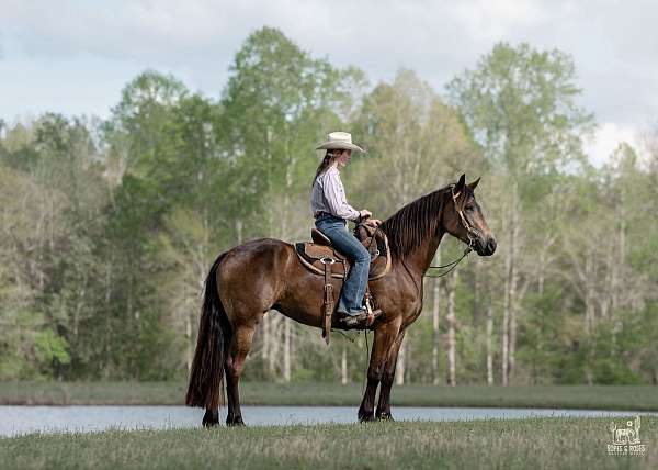 ridden-western-friesian-horse