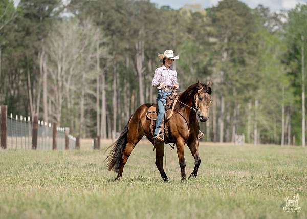 show-friesian-horse