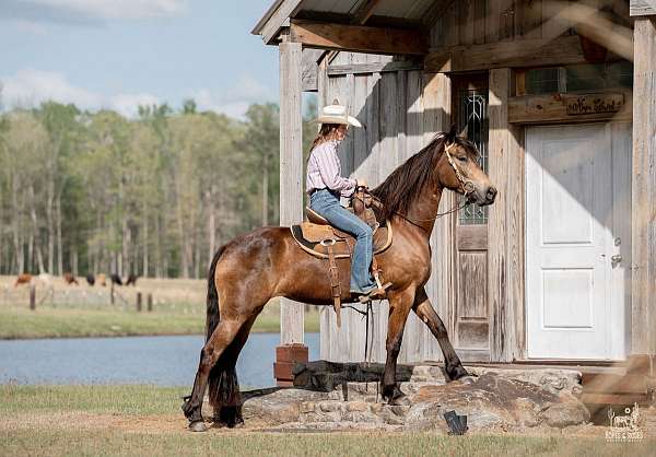 trail-friesian-horse