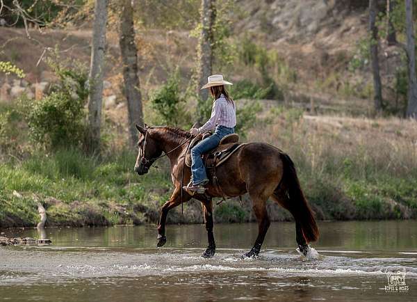 trail-riding-friesian-horse