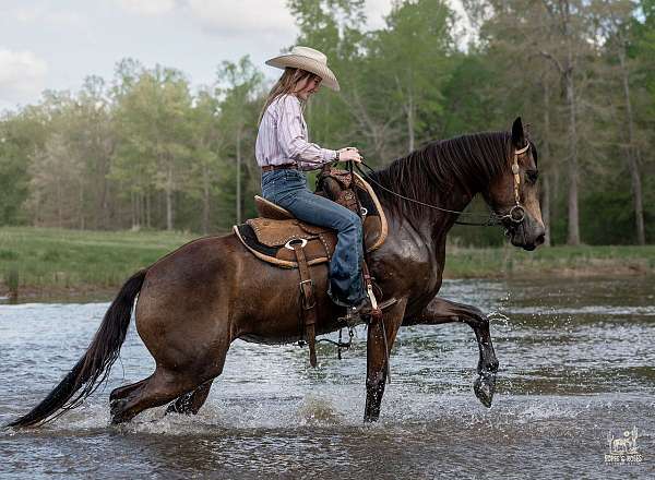 buckskin-all-around-horse