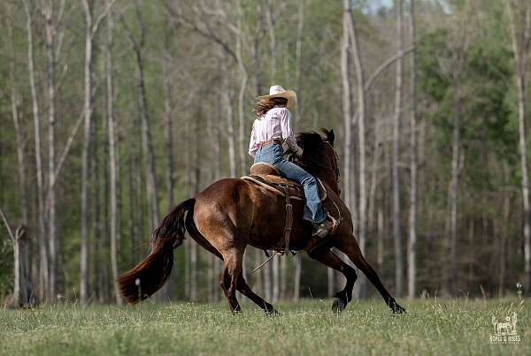 buckskin-friesian-mare