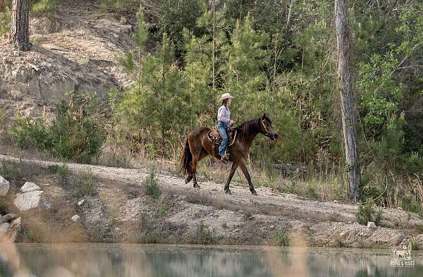 youth-friesian-horse