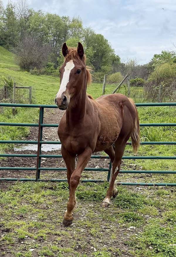 breeding-working-colt