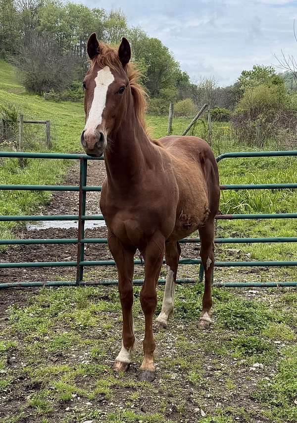 breeding-working-quarter-horse