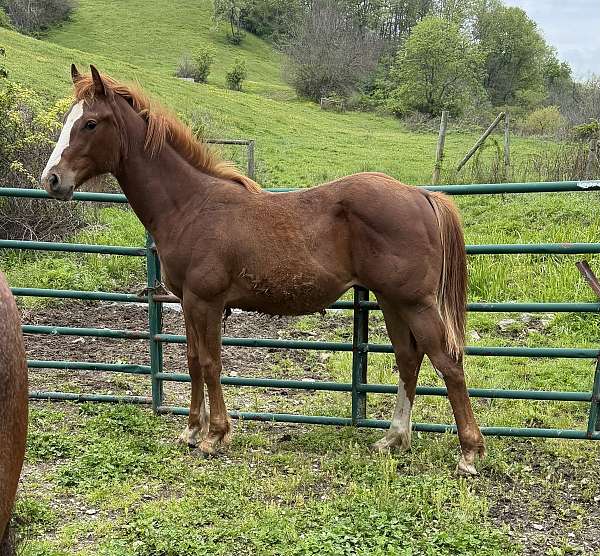 breeding-working-yearling