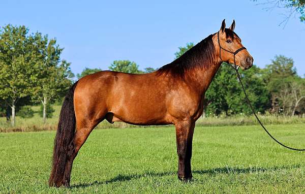 heading-missouri-fox-trotter-horse