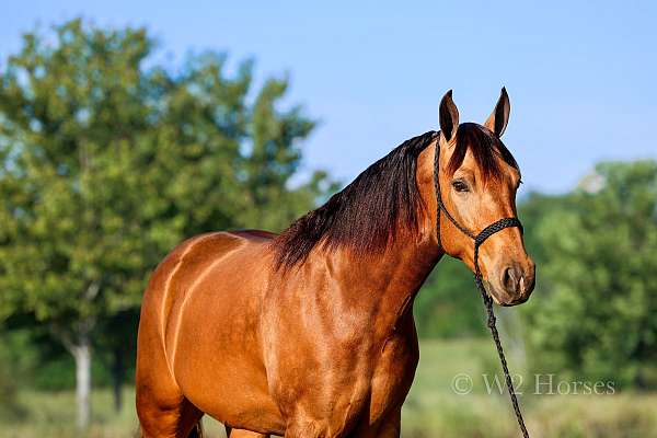 buckskin-missouri-fox-trotter-gelding