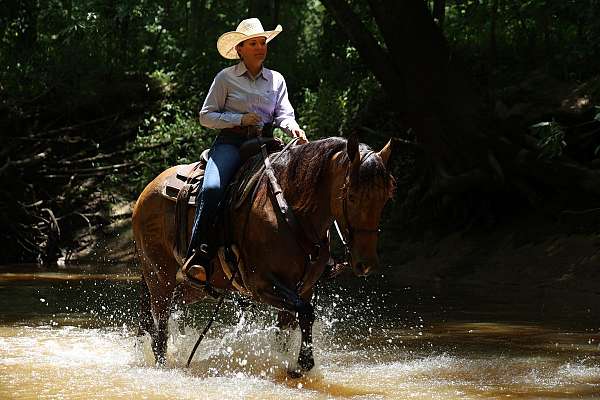 mfthba-gelding
