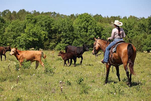 buckskin-gelding-for-sale