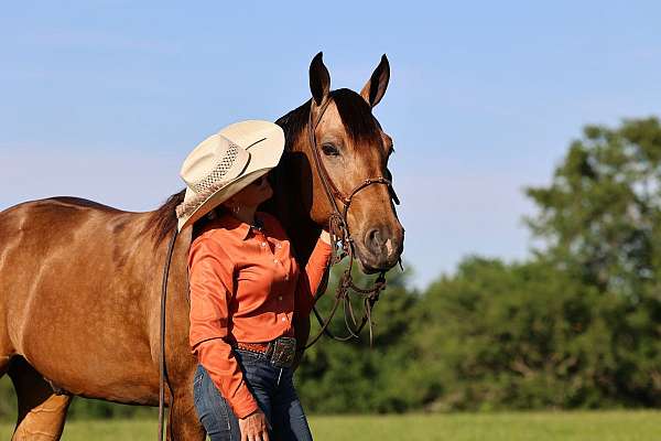 15-hand-gelding