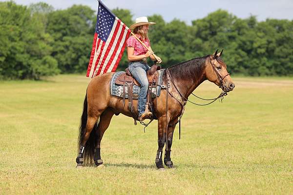 15-hand-missouri-fox-trotter-gelding