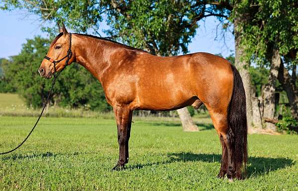 buckskin-mfthba-gelding