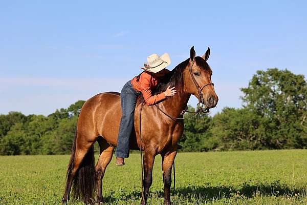 mfthba-missouri-fox-trotter-gelding