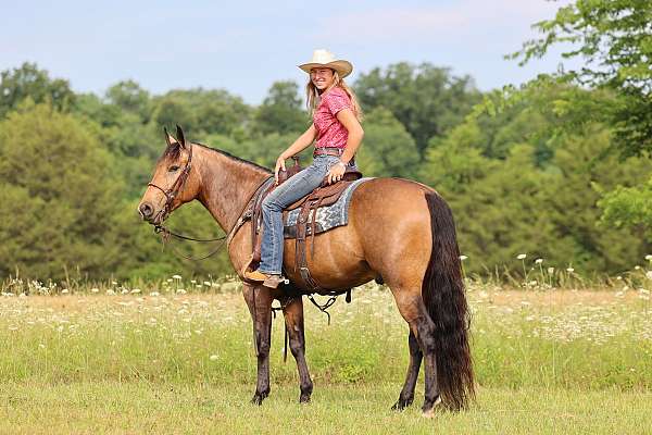 15-hand-buckskin-horse