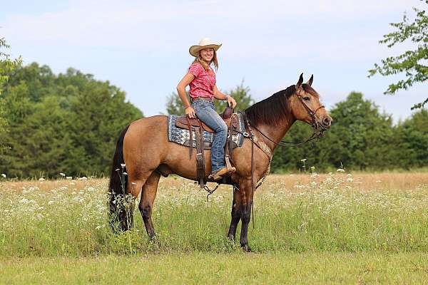 15-hand-missouri-fox-trotter-horse