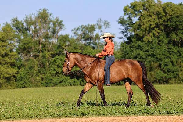 mfthba-missouri-fox-trotter-horse
