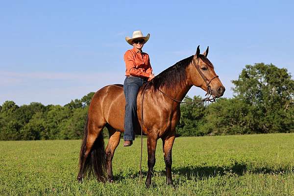 buckskin-missouri-fox-trotter