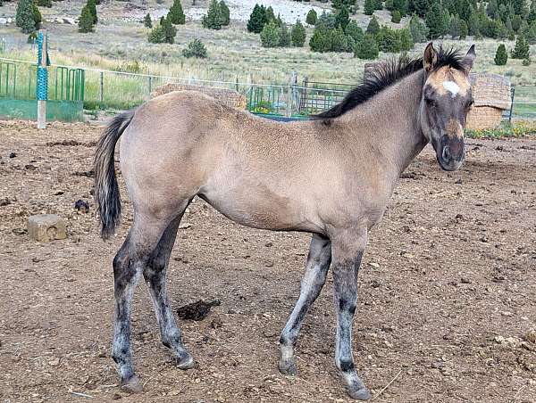 lightning-bar-quarter-horse