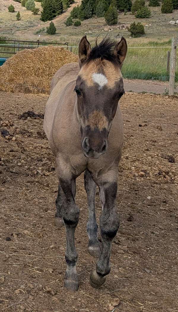 boon-bar-horse