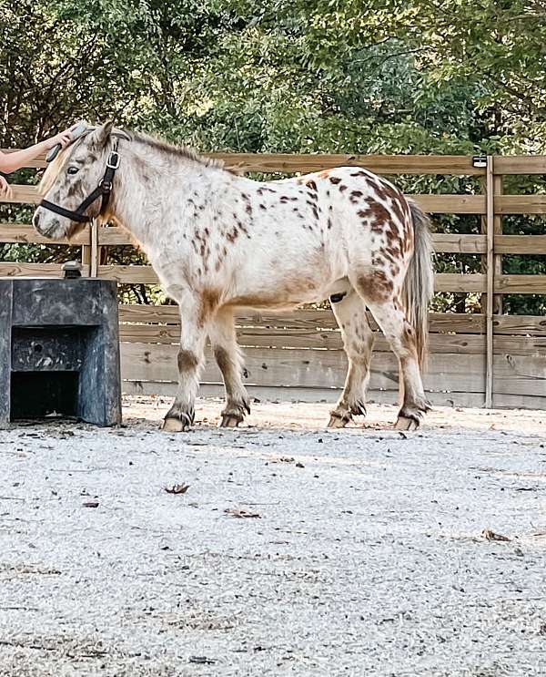driving-equipment-miniature-horse