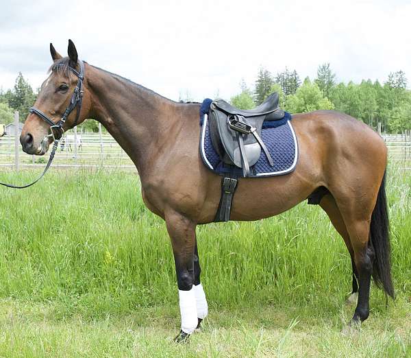 athletic-thoroughbred-horse