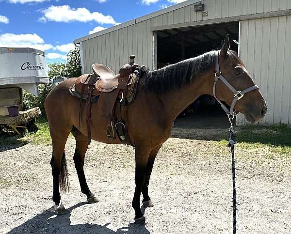 all-thoroughbred-horse