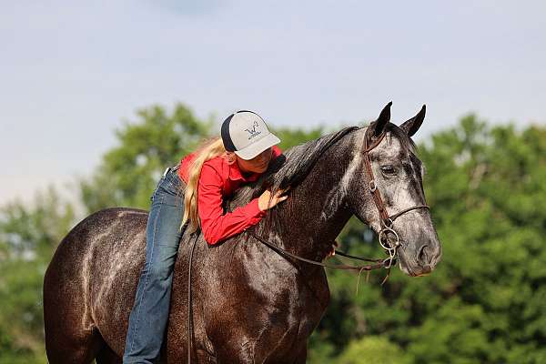 gaited-tennessee-walking-horse