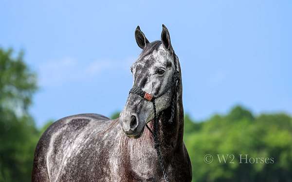 trail-horse-tennessee-walking