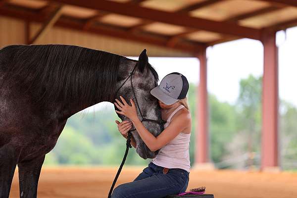 gaited-trail-horse-tennessee-walking