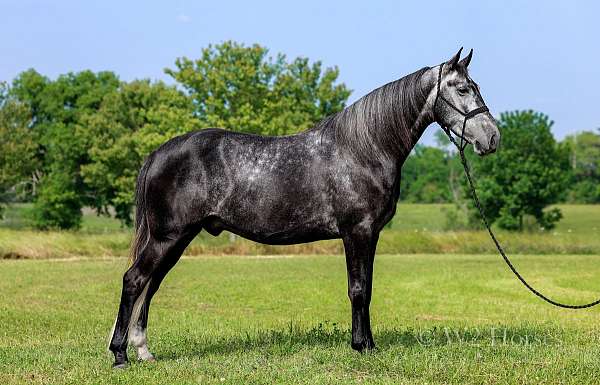 lessons-horse-tennessee-walking
