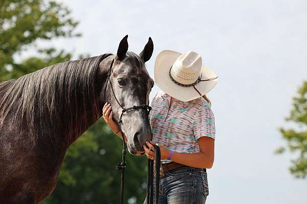 tricks-tennessee-walking-horse