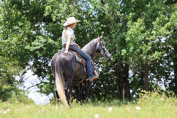 safe-tennessee-walking-horse