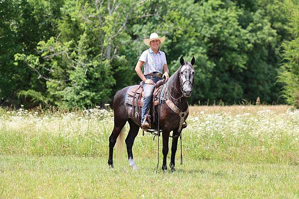 gentle-tennessee-walking-horse