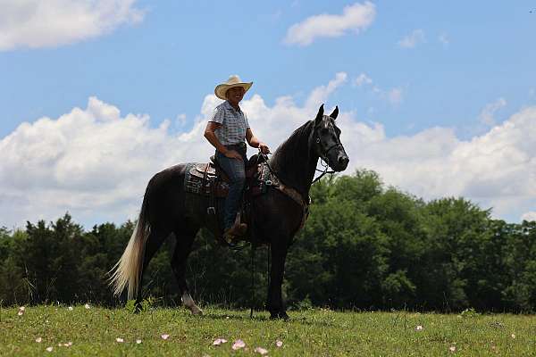 beginner-safe-tennessee-walking-horse