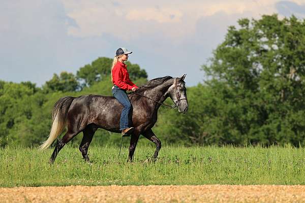 dream-horse-tennessee-walking
