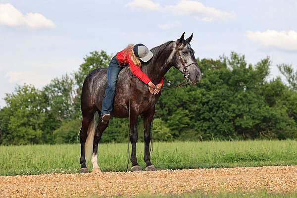 tennessee-walking-horse