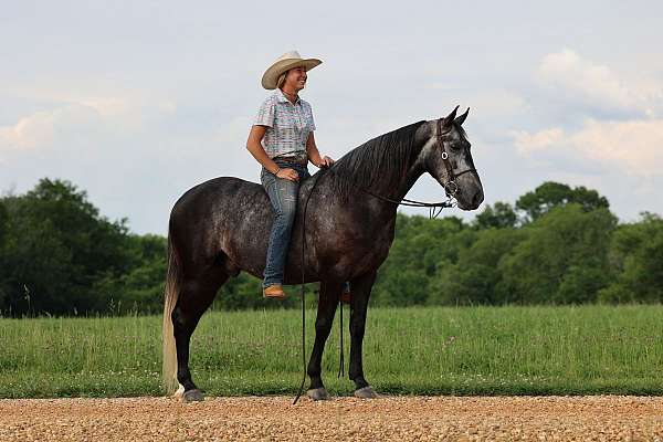 gun-safe-tennessee-walking-horse