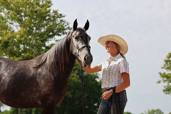 no-spook-tennessee-walking-horse