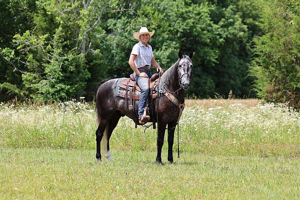 athletic-tennessee-walking-horse