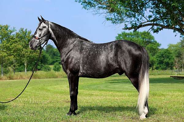 novice-rider-tennessee-walking-horse