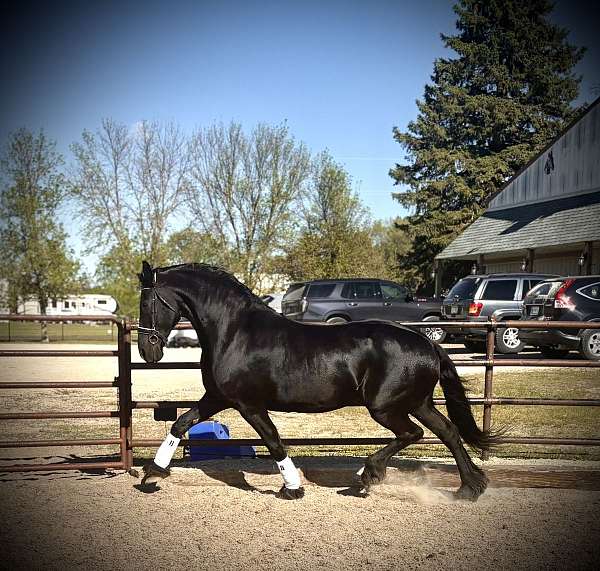 classical-broodmare