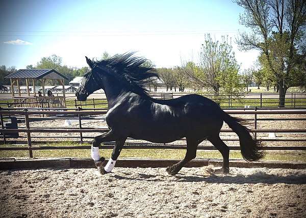 classical-foal