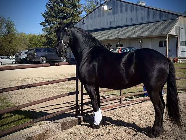 black-none-horse