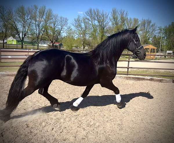none-horse