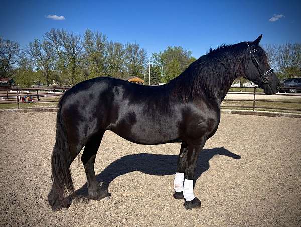 athletic-friesian-horse