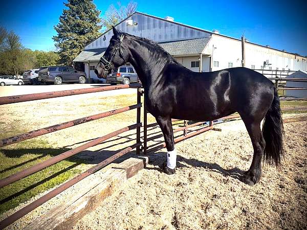 flashy-friesian-horse