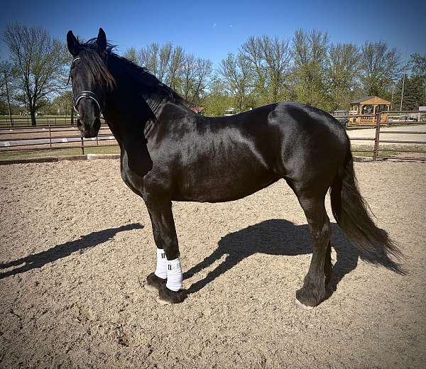 dressage-friesian-horse
